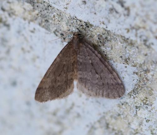 Réf. 295 930 : Operophtera brumata
